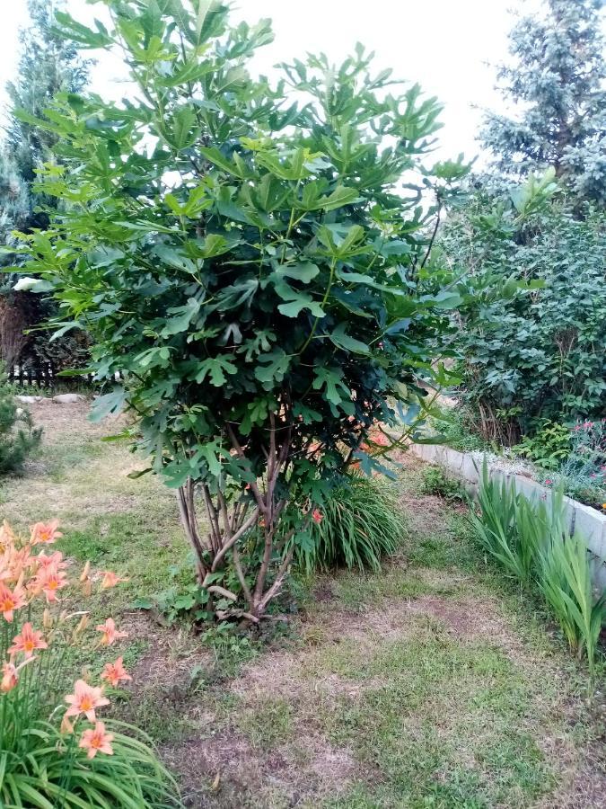 Guesthouse Smiljanic Slavkovica المظهر الخارجي الصورة
